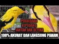 Download Lagu cara membedakan antara kepodang jantan dan betina. dijamin 100% akurat.