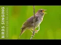 Download Lagu Suara Burung Berkicau - Suara Burung 24 Jam yang Menenangkan, Suara Alam yang Menenangkan, Suara Burung Berkicau