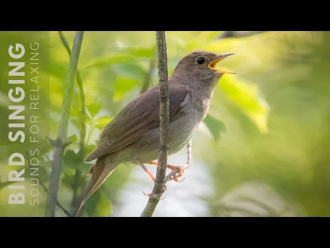 Download MP3 Birds Chirping - 24 Hour Bird Sounds Relaxation, Soothing Nature Sounds, Birds Chirping