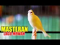 Download Lagu MASTERAN KENARI SUARA JERNIH, LAGU ISTIMEWA BUAT MEMASTERIN KENARI PAUD AGAR NGELAGU ENAK