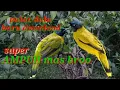 Download Lagu kutilang sutra gacor || suara pikat super