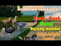 Download Lagu Kombinasi suara pikat ruak-ruak, sintar dan mandar
