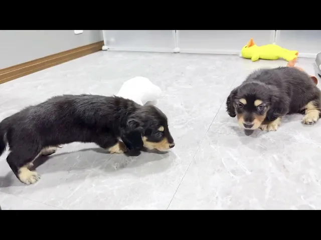 動画