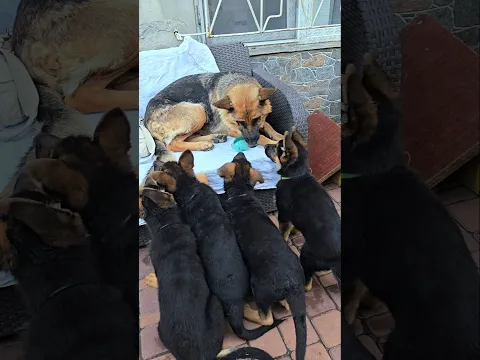 😅Run, Mom, Run! This is a huge, adorable group of funny German Shepherd puppies and their mom.