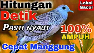 perkutut lokal alam gacor suara merdu untuk pancingan burung perkutut lokal