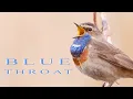 Download Lagu Bird sounds. Bluethroat chirping and singing in the spring swamp.