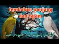 Download Lagu Jingjing petulak dan cucak jenggot 🔥🔥 tembakan panjang dan tajam