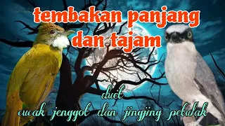jingjing petulak dan cucak jenggot tembakan panjang dan tajam