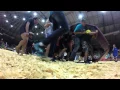 Sullivan Show U Wounded Warrior Bootcamp