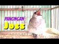 Download Lagu Pancingan Joss TRUCUKAN Biar  Gacor Full Isian