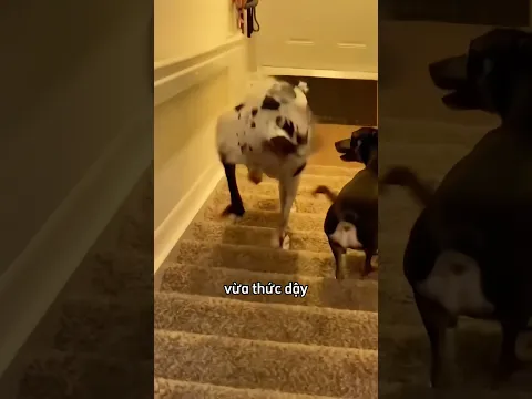 Đừng bao giờ để chú chó của bạn đi cầu thang 😂