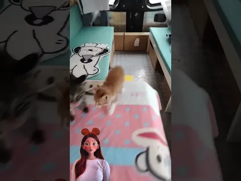 KUCING MAU IKUT ⁉️ #cat #cute #pets #ngeshortsdulu #funny #comedy #vtuber