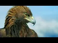 La majestuosa águila real | National Geographic España