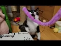 adopt adorable kitten Elf on the Shelf taken April 1st