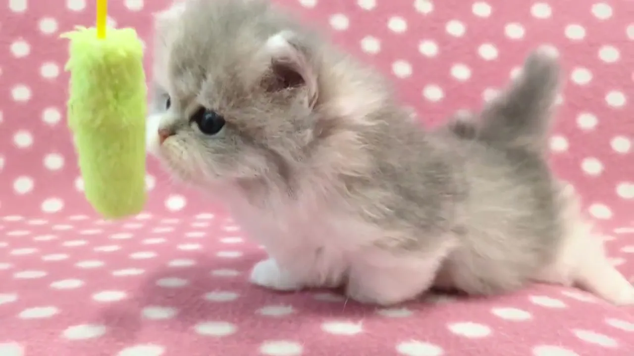 動画