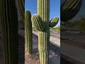 Download Lagu Don't Touch The Saguaro Cactus! 😨😳🌵 #cactus #saguaro