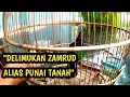 Lagu MENGULAS BURUNG PUNAI TANAH