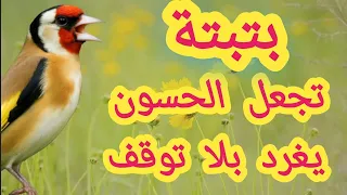   هذا الصوت سيجعل حسونك يغرد بلا توقف  تحفيز سريع لطائر المقنين دندنها