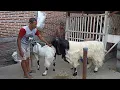 Lagu Long Hair Goat crosses etawa goat in village farm | Goat Farm in village