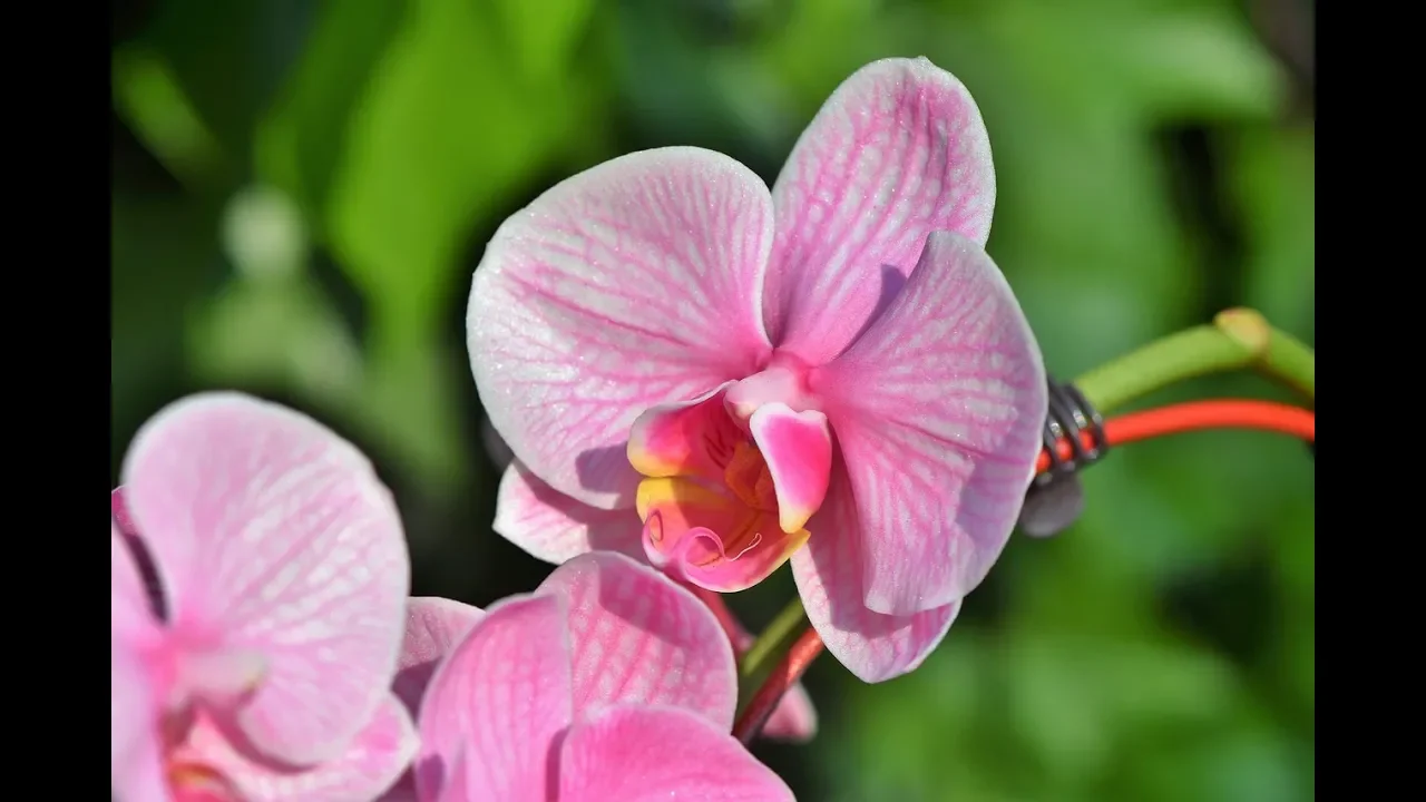 COMO CULTIVAR UMA ORQUÍDEA COMO CUIDAR DE ORQUIDEAS