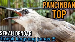 Download SUARA trucukan GACOR TARUNG ROPEL panjang Pancingan TRUCUKAN bikin bunyi trucuk panas NYAUT EMOSI MP3