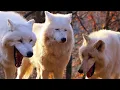 Inside you there are three wolves