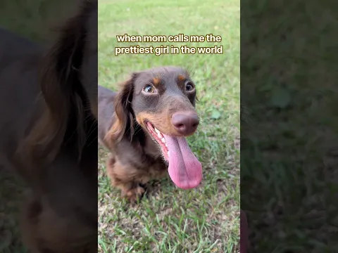 she knows she’s a pretty girl #minidachshund #puppy #cutedog #cutepuppy #cutepets #funnydogs #dog