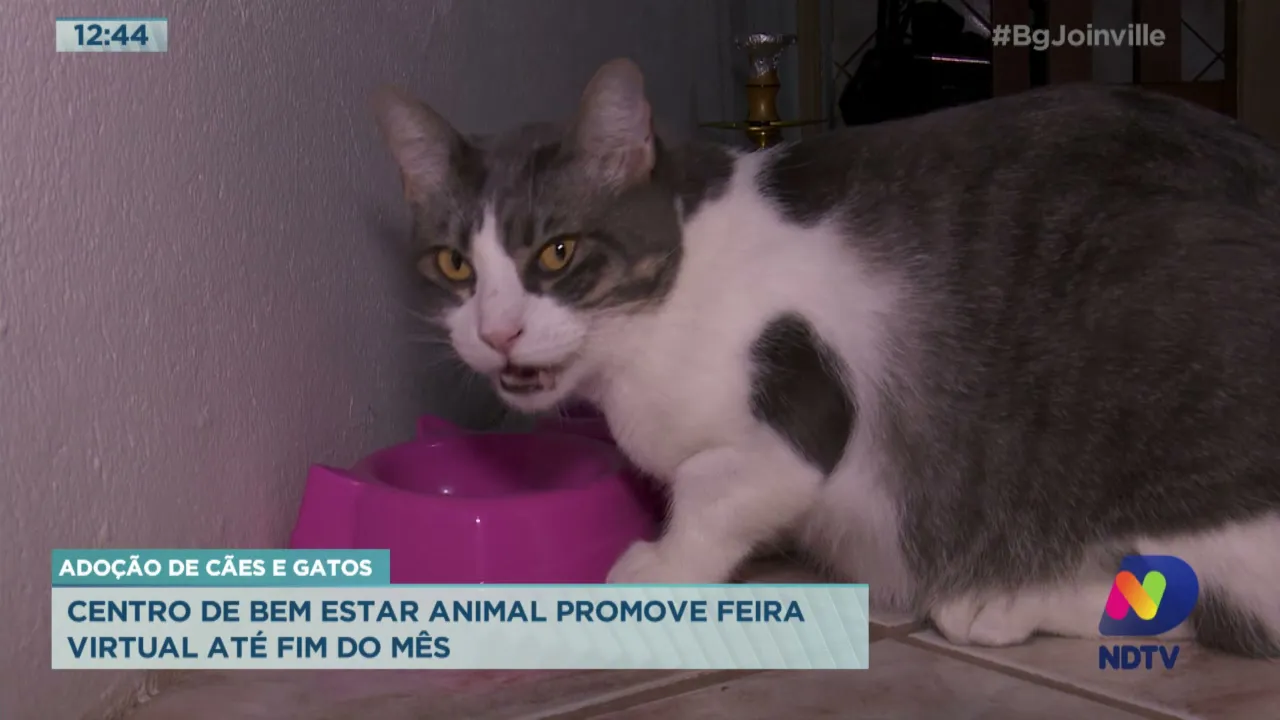Adoção de cães e gatos: Centro de bem estar animal promove feira virtual até fim do mês