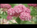 Home Gardener - Summer Plants Hydrangea Arborescens