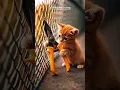 Download Lagu Little Cat and his Otter friend 🦦 🐈 #cat #cute #kitten