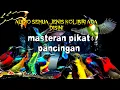 Download Lagu Suara Pikat Semua Jenis Burung Kolibri Ribut Sangat Efektif Untuk Pikat.
