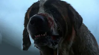 كلب اصحابه اهملو في رعايته وبسبب كدا جاله مرض خطير وبقي مفترس وبيهجم علي اي حد 