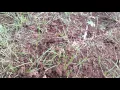 Fire Ants vs Harvester Ants