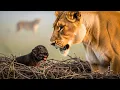 Lagu A Black Lion Cub Cries as His Mother Leaves—Years Later, He Saves the One Who Abandoned Him