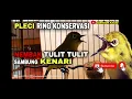 Download Lagu PLECI HASIL TERNAKAN ..!! NEMBAK TULIT TULIT SAMBUNG KENARI PANJANG