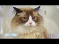 Grooming the Largest Ragdoll Cat I ve Ever Seen