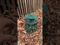 DO NOT BUY LOWES XMAS LIGHT STORAGE TIL YOU SEE THIS