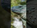 Blue vs Green The Iguana Rivalry of Grand Cayman