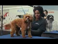 PetSmart Grooming in STORE
