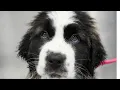 Fluffy chunky St Bernard puppy SO CUTE