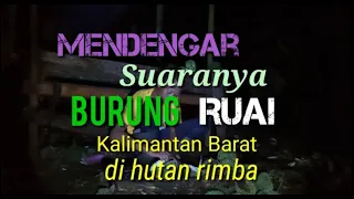 suara burung ruai hutan