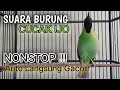 Lagu Cucak ijo gacor panjang Cuit Cuit EMOSI, Pancingan cucak ijo Belajar Bunyi, terapi AMPUH