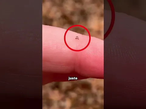 Ce minuscule oiseau n'en est pas un… attendez la fin ! 🤯