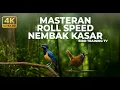 Lagu 🔴 Live Kasaran Tembakan Tajam Cucak Cungkok Variasi Mewah vs Tepus Kepala Abu Gacor