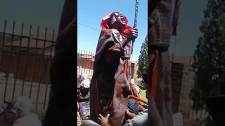 makoloane a mpongo