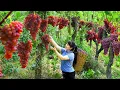 How To Harvest Grape, goes to the market to sell - Harvesting and Cooking |Tieu Vy Daily Life