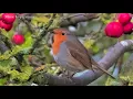 Good Morning with Relaxing Music, Bird Sounds and Robins for Relaxation, Study, Stress Relief.