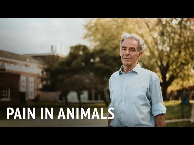 Pain in Animals | Dr Murray Corke