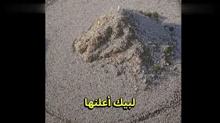 أنا لست في الحجاج يارب الورى لكن قلبي بالمحبة كبر دندنها
