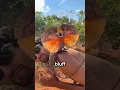 Download Lagu Nature’s Biggest Bluff 😳🦎.